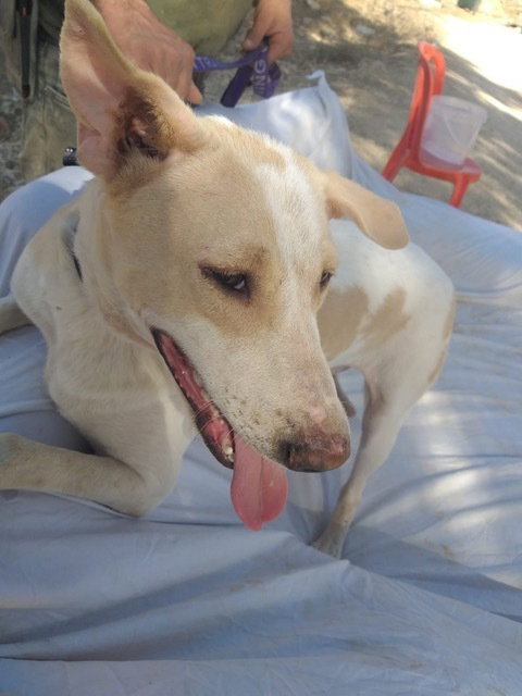 ELLERINA (ISRAEL) SV - Canaan Dog / Saluki Greyhound available for adoption