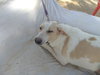 ELLERINA (Israel) sv - Photo 4