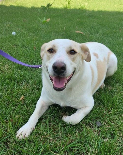 ELLERINA (WEST BANK) SV - Saluki Greyhound / Canaan Dog available for adoption