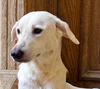 adoptable Dog in , BC named OCEANA (Egypt) nt - Spec Needs