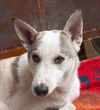 adoptable Dog in , BC named CHOOCHOO (Egypt) nt