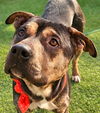 adoptable Dog in , BC named Cumin (S. Korea) hz