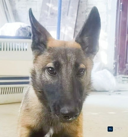 adoptable Dog in Langley, BC named Ms. Marley (China) sf