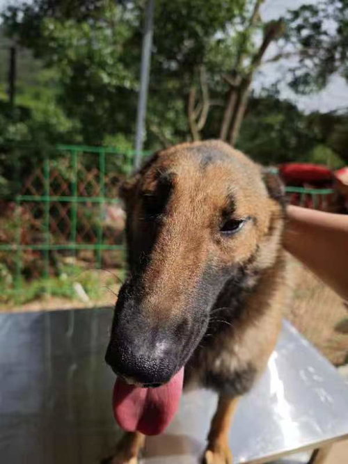 MS. MARLEY (CHINA) SF - Belgian Shepherd Malinois / Labrador Retriever available for adoption