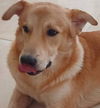 adoptable Dog in Langley, BC named FENDI (local) sf