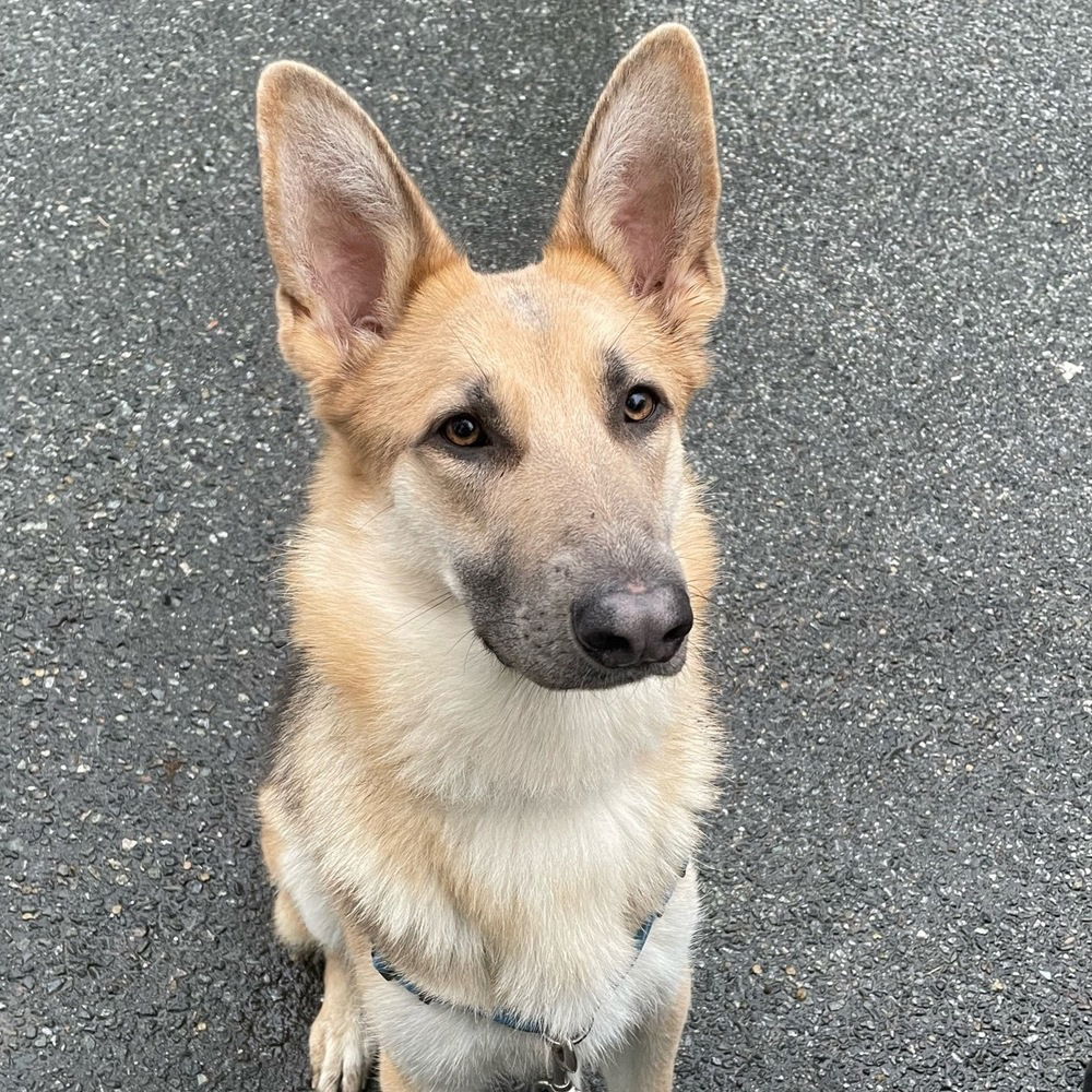 adoptable Dog in Langley, BC named Willow - COURTESY POST