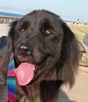 adoptable Dog in , BC named DASH (kt)