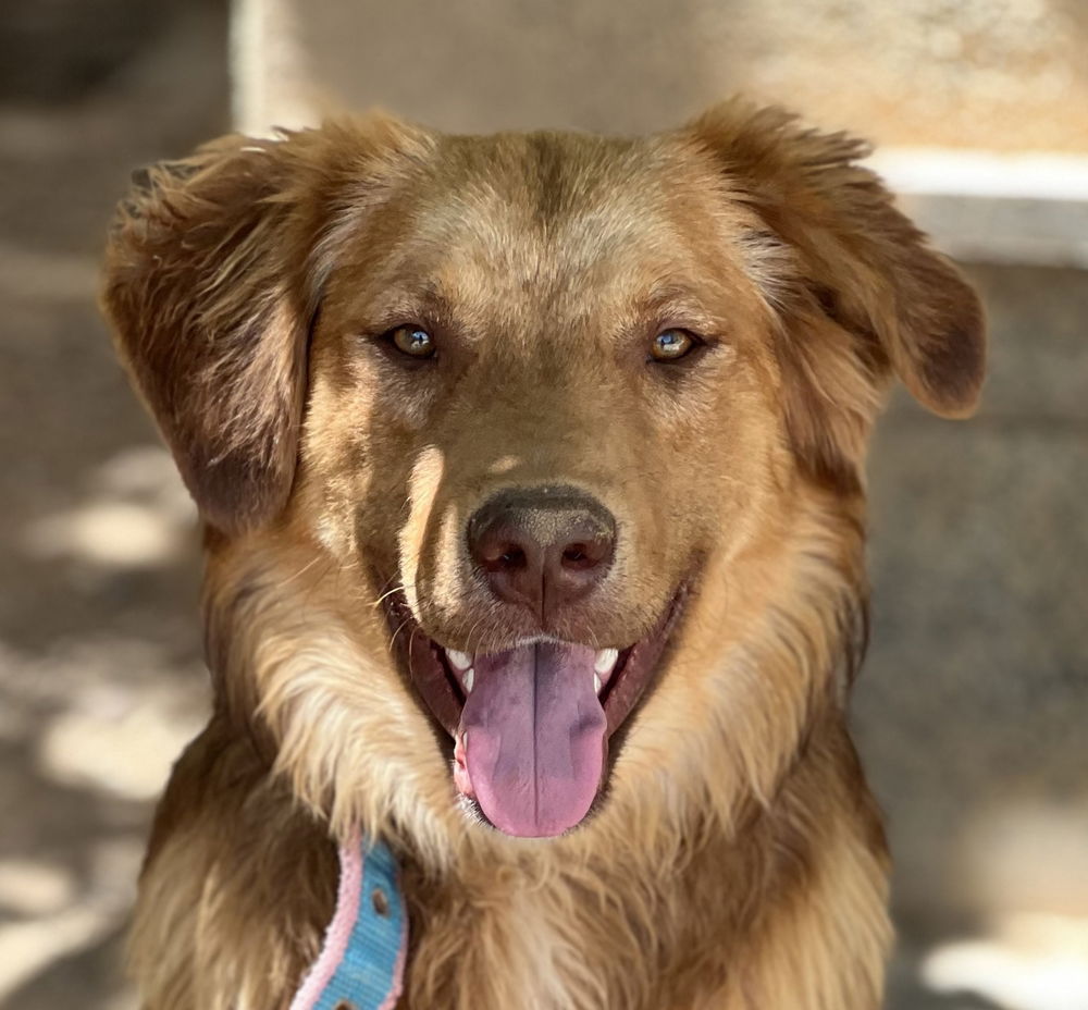 adoptable Dog in Langley, BC named CHESTER (Mid-East) yo