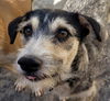 adoptable Dog in , BC named KRISPY (Mexico) yo