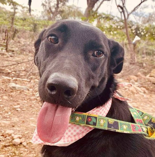 SASHA - MEXICO (SV) - Labrador Retriever available for adoption