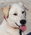 adoptable Dog in , BC named Taemi (S. Korea) HZ