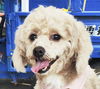 adoptable Dog in , BC named CEREAL (China) yo - Bond w/ Solstice