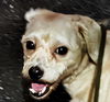 adoptable Dog in , BC named XIAOMAN (China) yo - Bond w/ Lixia