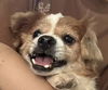adoptable Dog in , BC named SOLSTICE (China) yo - Bond w/ CEREAL
