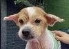 adoptable Dog in , BC named LIXIA (China) yo - Bond w/ Xiaoman