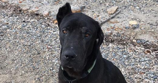 adoptable Dog in Langley, BC named HERCULES (Yukon) NVS