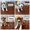 adoptable Dog in , BC named TERRIER MIX PUPPIES (Mid-East) BN