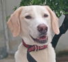 adoptable Dog in Langley, BC named Edvard (Mid-East) BN