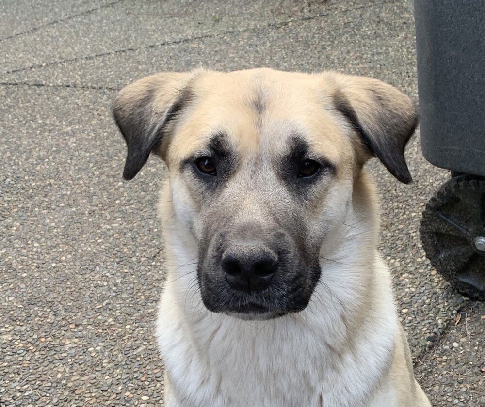 adoptable Dog in Langley, BC named Blue - Courtesy Post