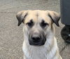 adoptable Dog in , BC named Blue - Courtesy Post