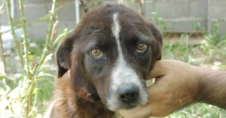 adoptable Dog in Langley, BC named BAMBI (MID-EAST) NVS