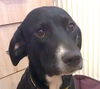 adoptable Dog in  named NOONA (Rep of Georgia) yo BOND w/ JOLIE