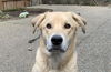 adoptable Dog in Langley, BC named Reggie (local) - Courtesy post