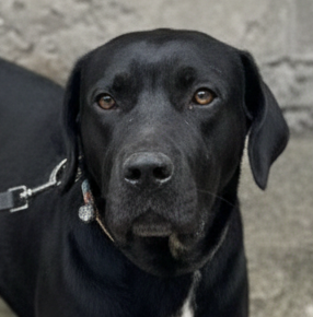 DEEDI (Rep of Georgia) yo Image