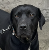 DEEDI (Rep of Georgia) yo - Photo 1