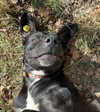 DEEDI (Rep of Georgia) yo - Photo 4