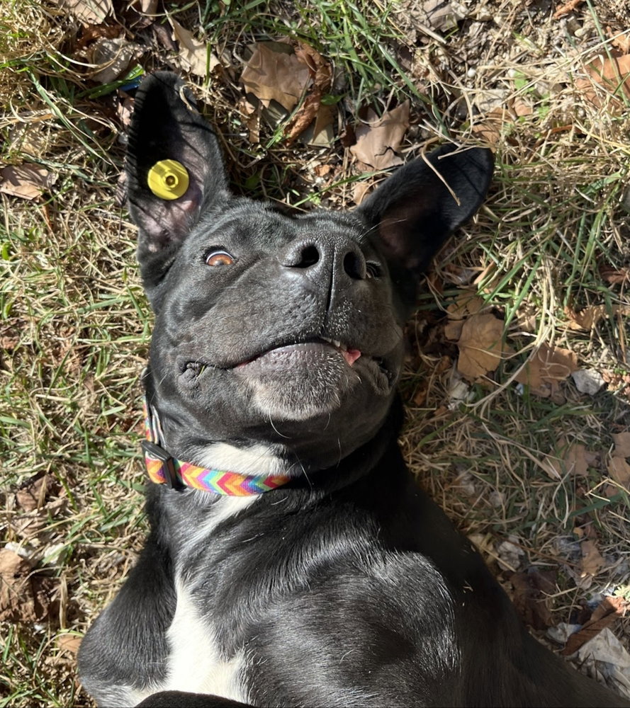 DEEDI (Rep of Georgia) yo