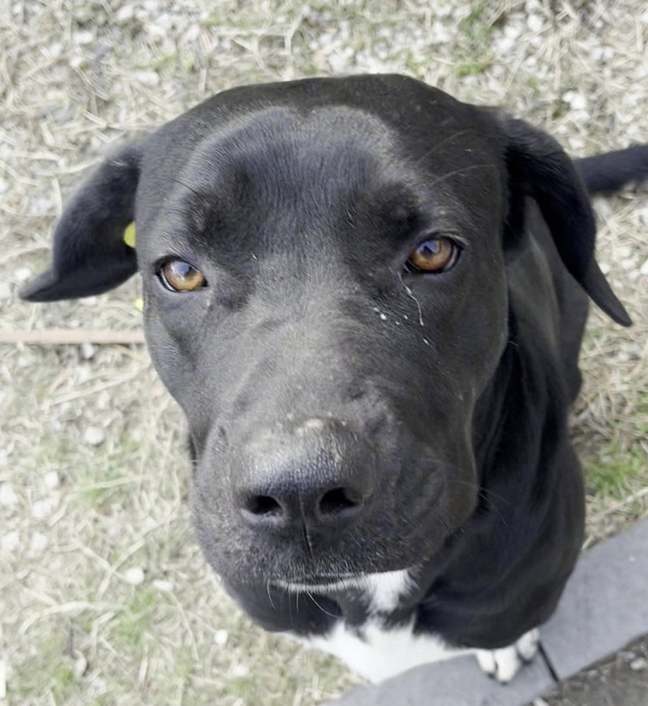 DEEDI (Rep of Georgia) yo