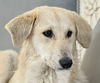 adoptable Dog in Langley, BC named EMILEE (Mid-East) yo/kt