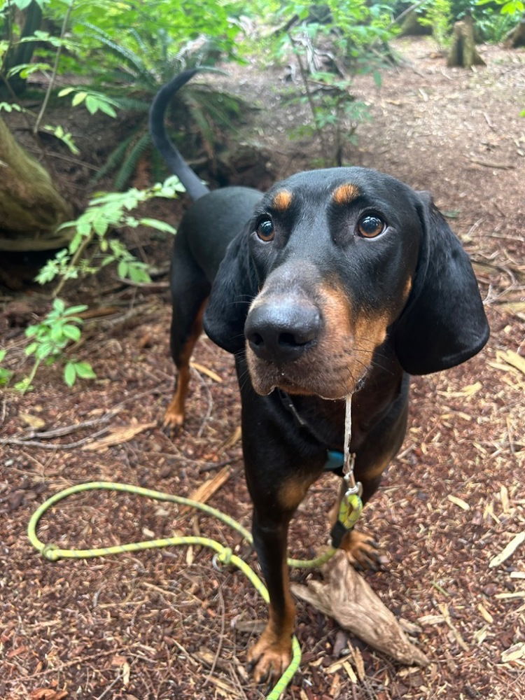 adoptable Dog in Langley, BC named Chief - Courtesy Post