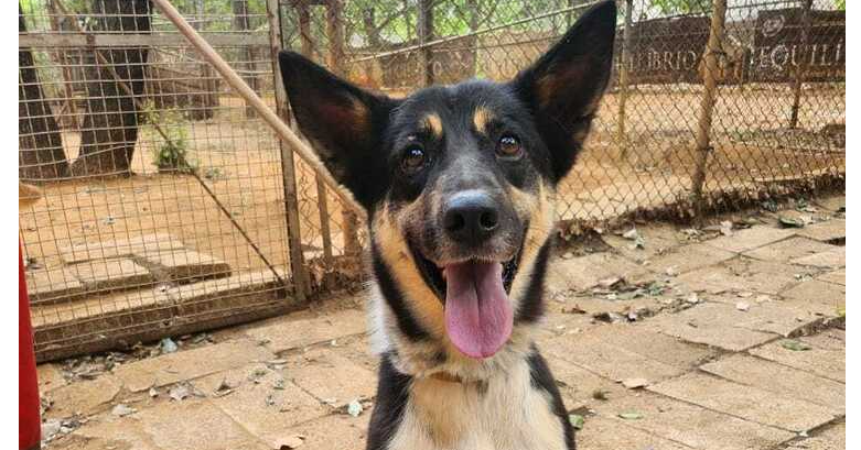 adoptable Dog in Langley, BC named HONNI  (Lebanon) nt