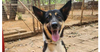 adoptable Dog in , BC named HONNI  (Lebanon) nt