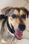 adoptable Dog in  named CHIKITTA (Mexico) yo Adoption pending