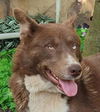 adoptable Dog in  named Jelly Bean - LOCAL - NVS