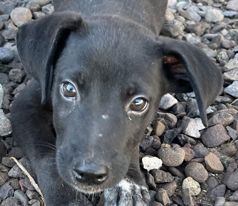 adoptable Dog in Langley, BC named EVEREST (Mexico) sv