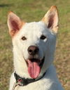 adoptable Dog in , BC named SKIPPY (S. Korea) hz