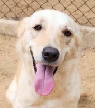 TIARA (kt) Lebanon -  pending adoption