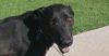 adoptable Dog in , BC named SWEETIE (Local) SF