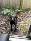 Sweetie - local - sf - Photo 3