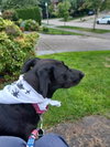 Sweetie - local - sf - Photo 4