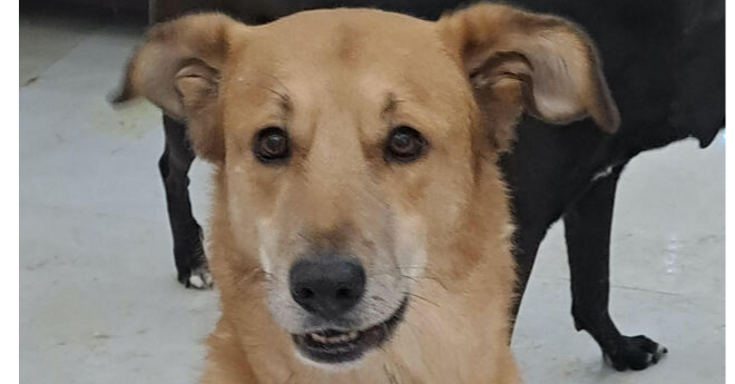 adoptable Dog in Langley, BC named CLANCEY (Mid East) yo - tripaw