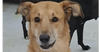 adoptable Dog in  named CLANCEY (Mid East) yo - tripaw