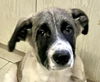 adoptable Dog in  named BRAD (Mid-East) LF