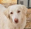 adoptable Dog in  named Pino (Middle East, ST)