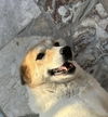 adoptable Dog in  named ATHENA (Mid-East) LF