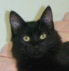 adoptable Cat in , BC named SILHOUETTE - (local) Courtesy post